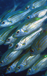 Yellow-banded goatfish by Martin Dalsaso 